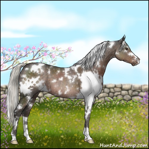 Horse Color:White Spotted Liver Chestnut Mushroom
