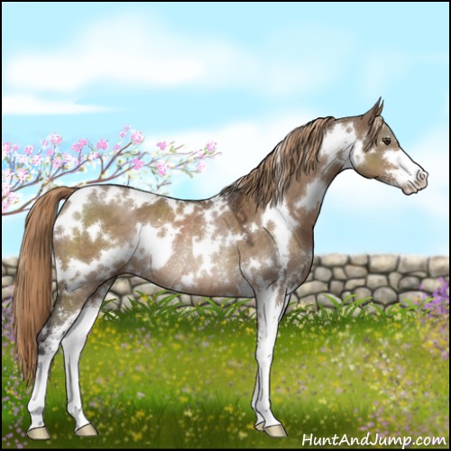 Horse Color:White Spotted Liver Red Dun Sabino Rabicano