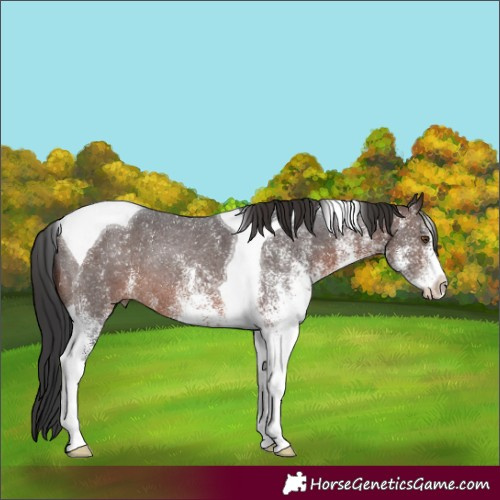 Horse Color:White Spotted Brown Tobiano Rabicano