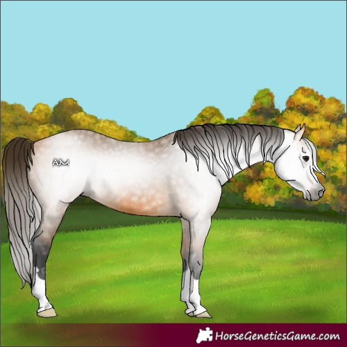 Horse Color:Gray Buckskin 