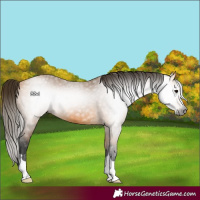 Horse Color:Gray Buckskin