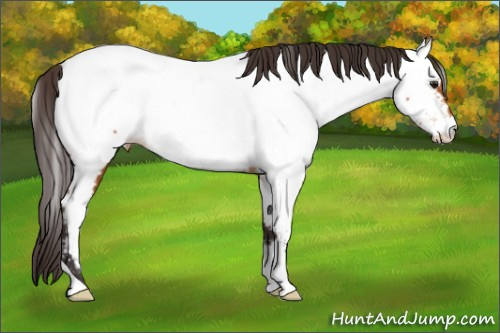 Horse Color:Buckskin Appaloosa 