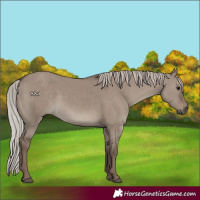 Horse Color:Silver Grullo 