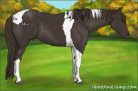 Horse Color:Liver Chestnut Tobiano 