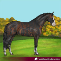 Horse Color:Brown  and Black Splash 