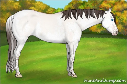 Horse Color:White Spotted Sable Champagne Dun Splash Tobiano 