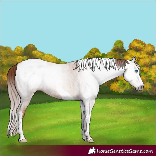Horse Color:Gray Gold Champagne Roan Splash Tobiano Appaloosa 