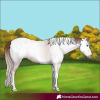 Horse Color:Gray Gold Champagne Roan Splash Tobiano Appaloosa