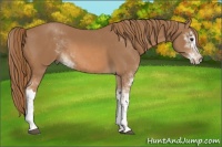 Horse Color:Chestnut Sabino