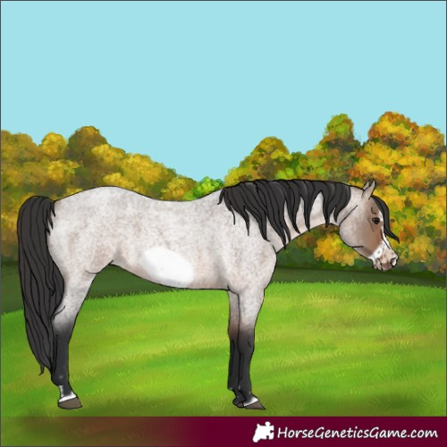 Horse Color:Brown Roan Dun Frame 