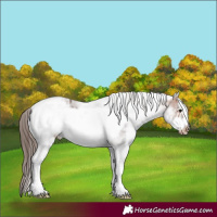 Horse Color:White Spotted Bay Frame Appaloosa Rabicano
