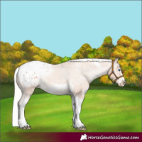 Horse Color:Silver Amber Champagne Tobiano Frame Appaloosa 