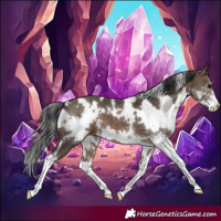 Horse Color:White Spotted Brown Dun Sabino 