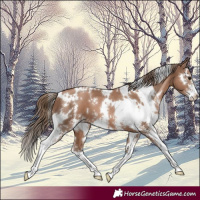 Horse Color:White Spotted Black Pearl Sabino 