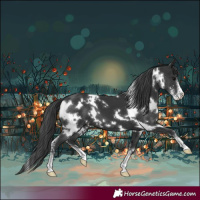 Horse Color:White Spotted Black Sabino 