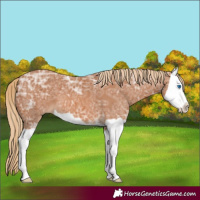 Horse Color:Chestnut Ice Splash 
