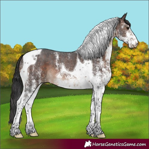 Horse Color:White Spotted Brown Tobiano