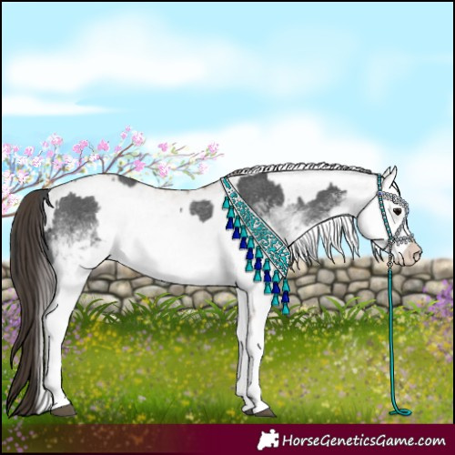 Horse Color:White Spotted Blue Roan Rabicano and White Spotted Classic Champagne Roan Rabicano