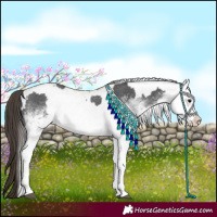 Horse Color:White Spotted Blue Roan Rabicano and White Spotted Classic Champagne Roan Rabicano