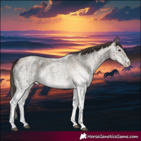 Horse Color:White Spotted Blue Roan Rabicano  and White Spotted Classic Champagne Roan Rabicano 