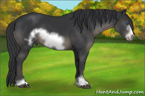 Horse Color:Black Sabino Frame 