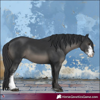 Horse Color:Black Sabino 
