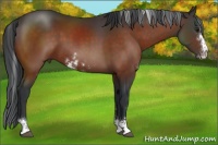 Horse Color:Brown Sabino Rabicano 