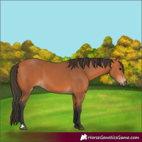 Horse Color:Bay 