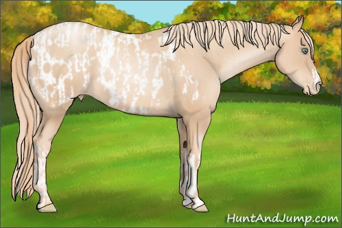 Horse Color:Gold Champagne Pearl Rabicano  and Gold Champagne Pearl Appaloosa Rabicano 