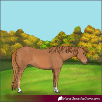 Horse Color:Chestnut 