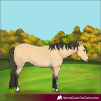 Horse Color:Buckskin 