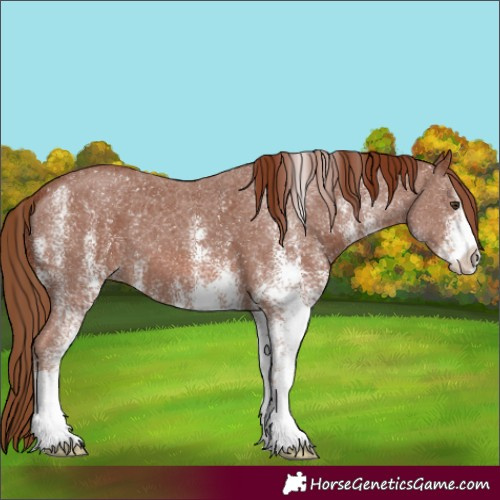 Horse Color:White Spotted Chestnut 
