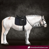 Horse Color:Chestnut Sabino Tobiano Appaloosa 