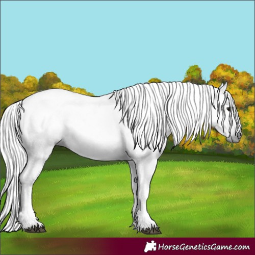 Horse Color:Gray Black 