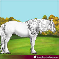 Horse Color:Gray Black 