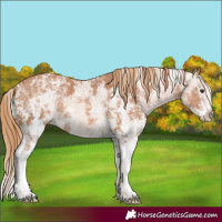 Horse Color:Chestnut Sabino Splash