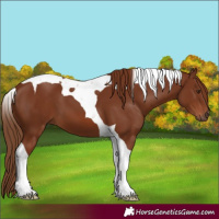 Horse Color:Chestnut Tobiano