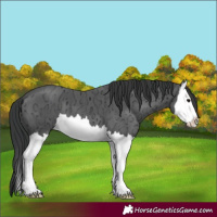 Horse Color:Black Ice Splash 