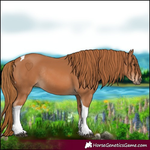 Horse Color:Chestnut Tobiano Rabicano 