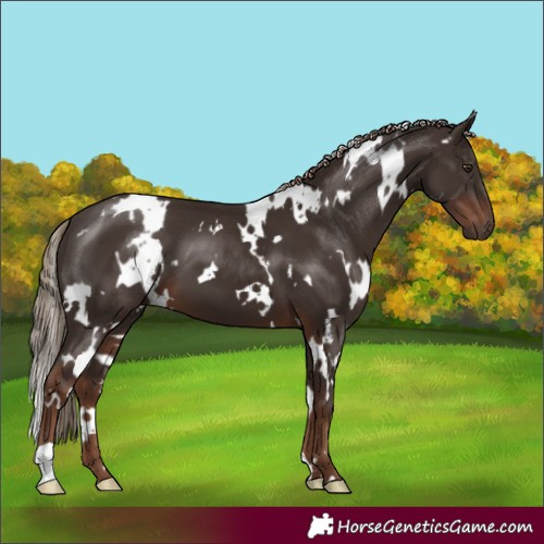 Horse Color:White Spotted Liver Chestnut 