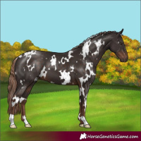 Horse Color:White Spotted Liver Chestnut 