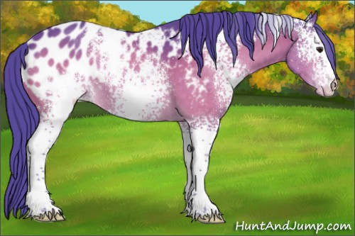Horse Color:Watercolor White Spotted Brown Appaloosa 