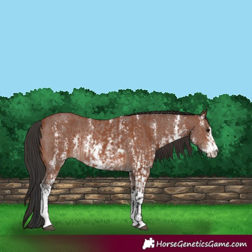 Horse Color:Bay Sabino Rabicano  and Brown Sabino Rabicano 