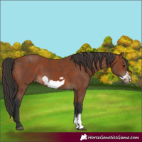 Horse Color:Bay Sabino Frame Rabicano  and Brown Sabino Frame Rabicano 