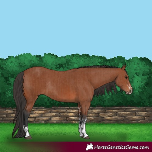 Horse Color:Bay Sabino Rabicano and Bay Sabino Rabicano