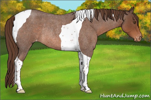 Horse Color:Liver Red Roan Tobiano Appaloosa Rabicano 
