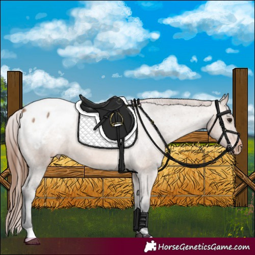 Horse Color:Bay Dun Appaloosa