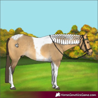 Horse Color:Buckskin Dun Tobiano Rabicano 