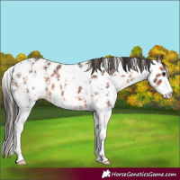 Horse Color:Bay Sabino Leopard 