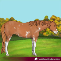 Horse Color:Chestnut Sabino